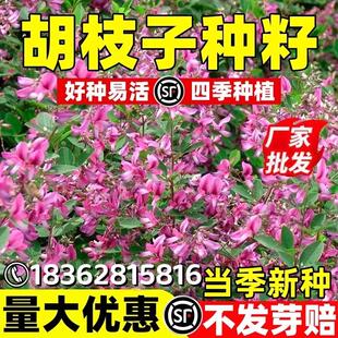 胡枝子种子护坡灌木紫穗槐多花木兰荆条猪屎豆刺槐银合欢护坡种籽