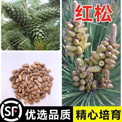 红松种子红果松种子松树种子林木种子海松果松韩松朝鲜松种子四季