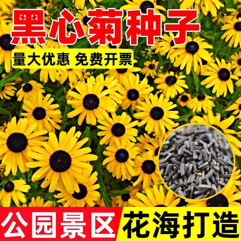 黑心菊种子金光菊花籽多年生四季易活庭院盆栽花期长耐寒花种籽孑图片
