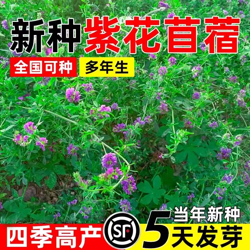 紫花苜蓿草种籽四季高产多年生草籽畜牧养殖鸡鸭鹅高蛋白牧草种子