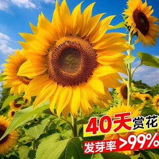 向日葵种孑花种籽子播种开花易活花籽室内外庭院观赏花海种子