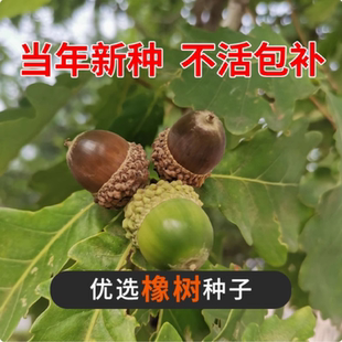 橡树种子砍烧柴火木青冈栎树橡子苗栗茧蒙古栎红橡树种子娜塔栎籽