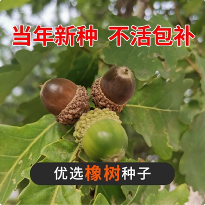 橡树种子砍烧柴火木青冈栎树橡子苗栗茧蒙古栎红橡树种子娜塔栎籽