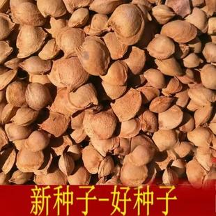 山杏种子山杏胡山杏核当年优质散装育苗南北方种植林木杏树籽
