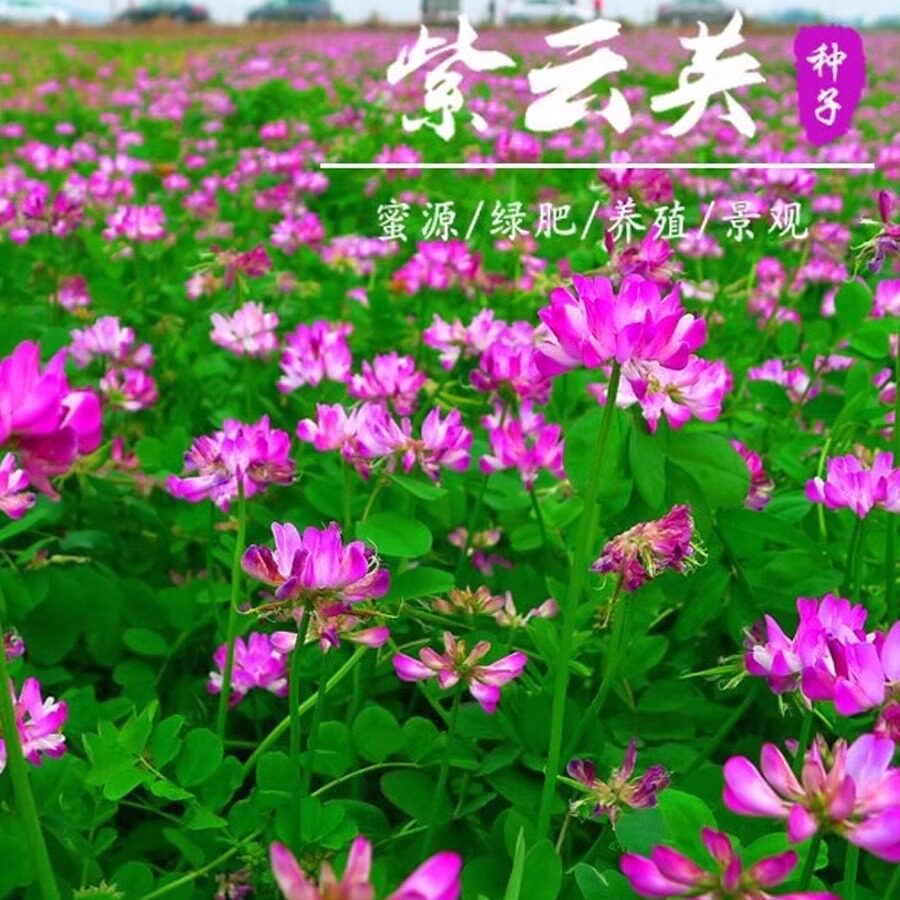 紫云英种子红花草种子养蜂蜜源高产绿肥牧草种子食用野菜种籽