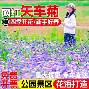 矢车菊花种子开花庭院别墅花海景观野花组合种籽耐寒绿化花籽