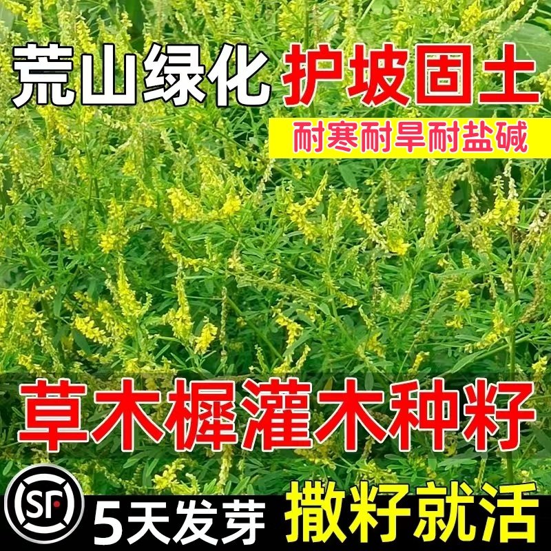 绿肥苜蓿草木犀种子耐贫瘠蜜源