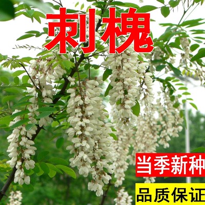 护坡灌木种子白花刺槐绿化护坡草籽种刺槐树种籽洋槐树种子