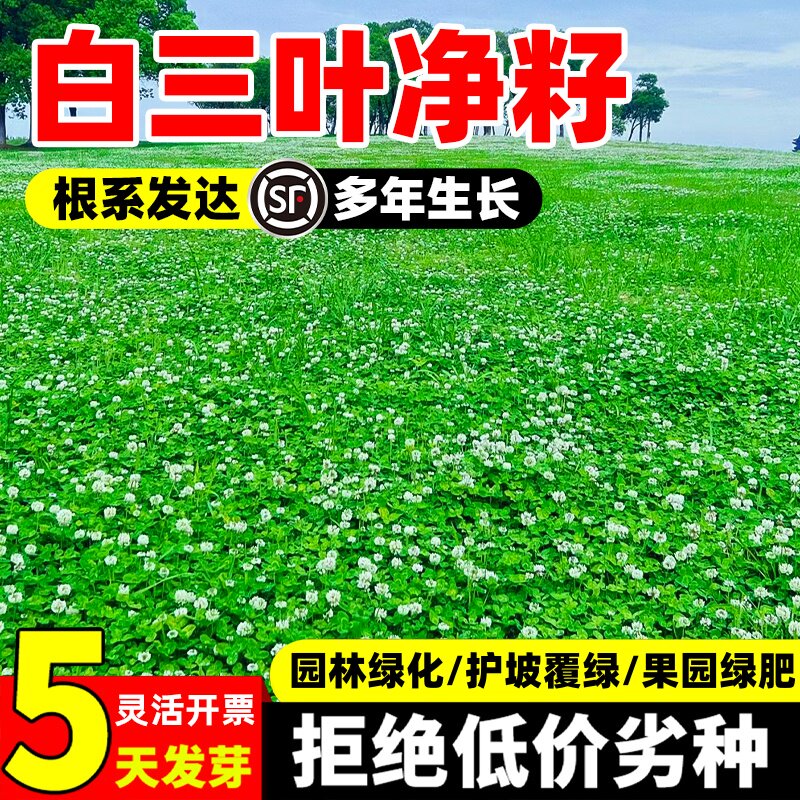 白三叶草种子红花三叶草种籽草种子绿化三叶草籽耐寒耐旱