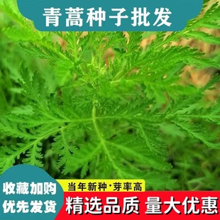 青蒿种子中药材种籽野生春秋播青蒿素艾蒿香蒿黄花蒿种孑蒿子草籽