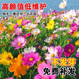 格桑花籽播种季节波斯菊庭院花卉矮杆野花组合开花种子孑