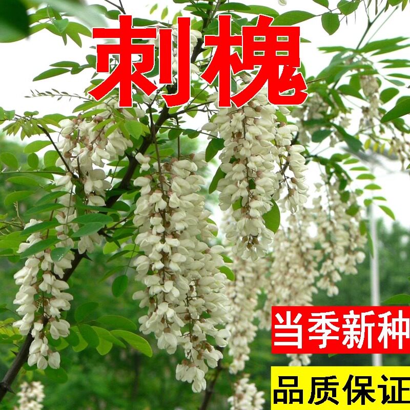 刺槐种子刺槐树籽新采洋槐树种子白花槐种子槐树籽林木种子
