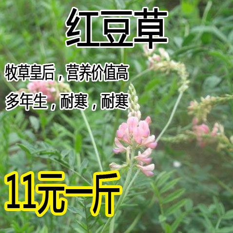 红豆草种子 又称牧草皇后 驴食豆 发芽快 营养高的优质牧草