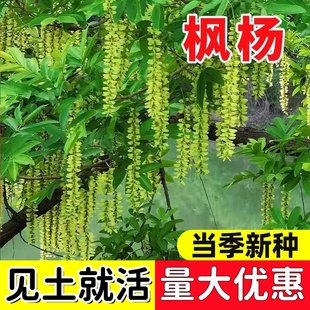 枫杨种子白杨大叶枫杨树种子麻柳种子水麻柳种子燕子树蜈蚣柳树