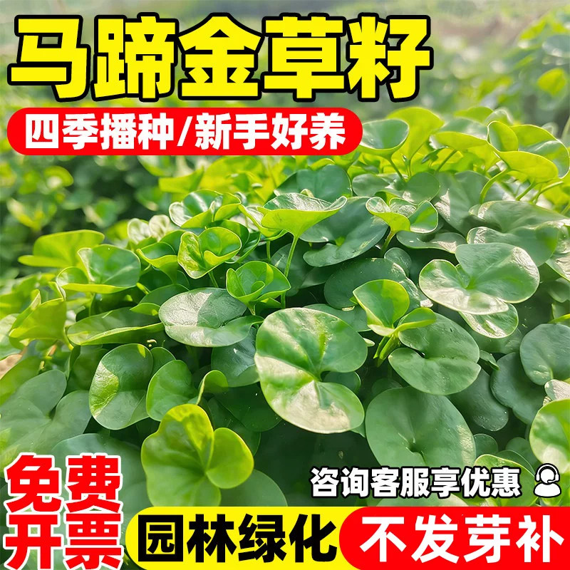 马蹄金种子盆栽花园小铜钱草种子家庭绿化草坪种子小金钱草籽易种