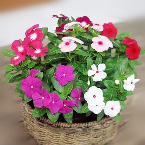 长春花种子五瓣梅花籽多季开花耐旱好活阳台盆栽庭院日日春花种孑