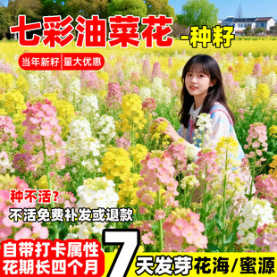 彩色油菜花种子耐寒耐旱高产榨油菜籽花海景观绿化五彩油菜花种籽
