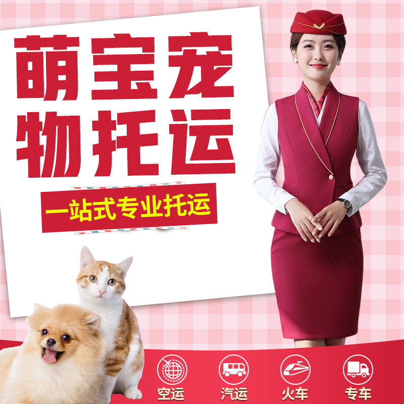 宠物托运服务全国猫咪空运北京上海广州深圳随机国际邮寄狗狗快递