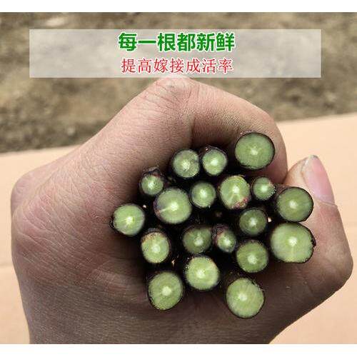 大火晶磨盘无核脆甜牛心