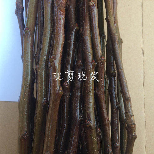 嫁接接穗果树苗无花果李子苹果山楂柿子樱桃树石榴苗接穗扦插枝条