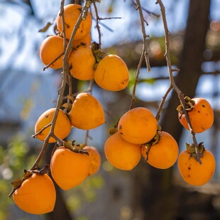 富平尖柿树苗南北方庭院柿子树果苗甜柿大树盆栽嫁接软柿当年结果