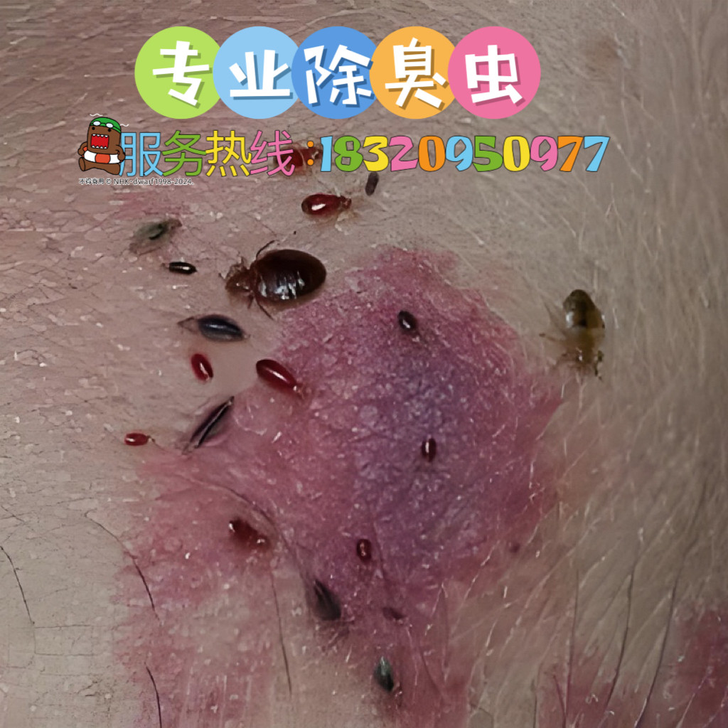 深圳上门除蟑螂灭白蚁臭虫跳蚤书虱衣蛾专业杀虫服务