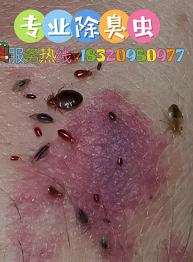 深圳上门除蟑螂灭白蚁臭虫跳蚤书虱衣蛾专业杀虫服务