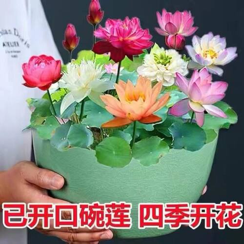 睡莲种子发货已开口七彩