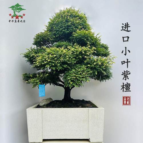 正宗小叶紫檀盆景老桩真树室内办公室阳台别墅庭院好养绿植大盆栽