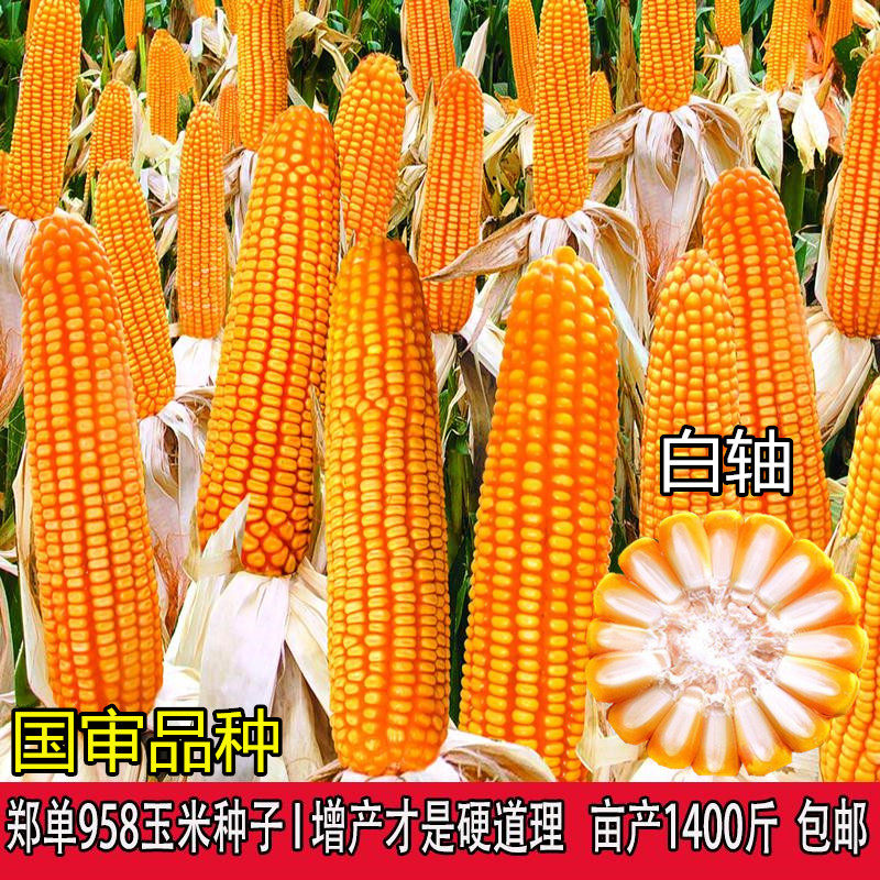 大田玉米种籽 郑单958高产京农科728杂交玉米种子早熟春秋季饲料