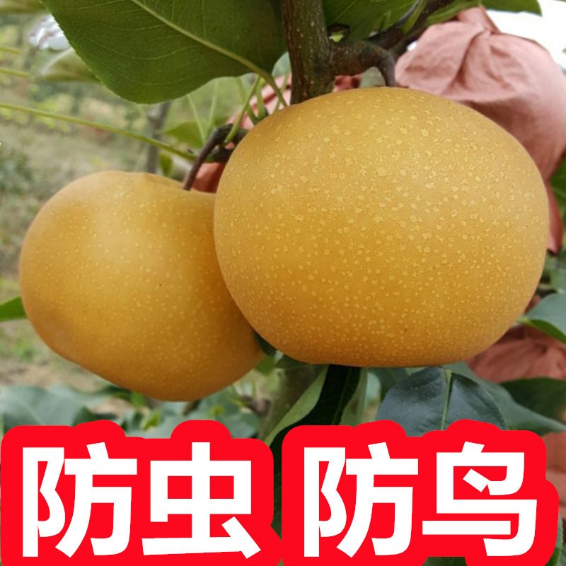 梨子套袋专用袋 套梨的袋子 梨套袋专用袋梨专用套袋梨树套袋纸袋
