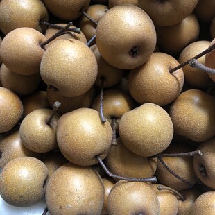 现摘现发河北新鲜鸟梨野生棠梨子当季水果可盐可甜反砂小糖梨5斤