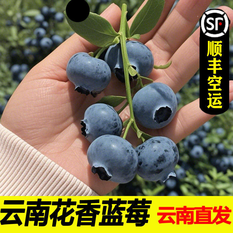 云南花香高山新鲜蓝莓新鲜水果鲜果蓝莓大果怡鲜颗冠孕妇水果顺丰,包装,水果包装,淘宝优惠券,粉丝福利购,淘宝优惠卷