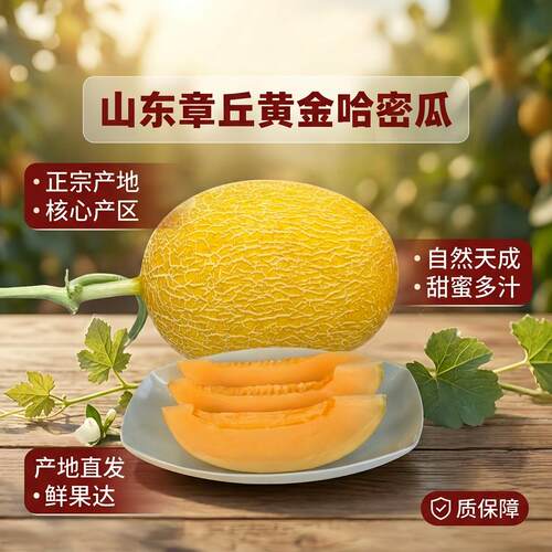 山东黄金哈密瓜新鲜水果