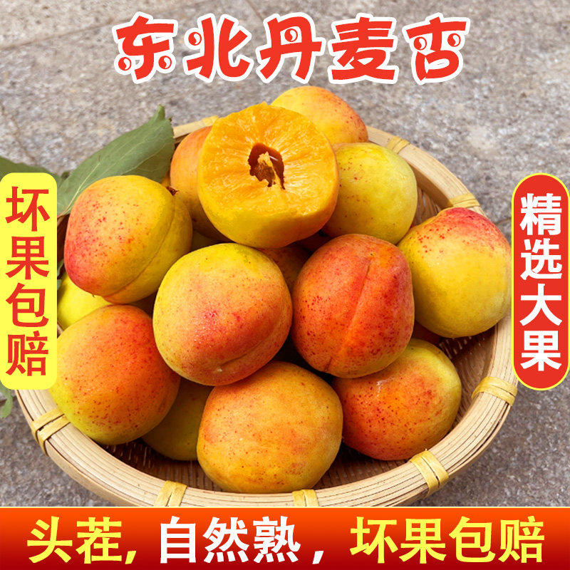 正宗丹麦杏歇马杏新鲜5斤