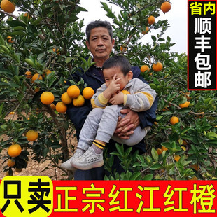 正宗红江橙廉江红橙红江农场现摘现发当季新鲜手剥水果10斤礼盒装