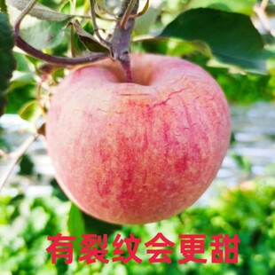三门峡高山红富士丑苹果脆甜水裂纹苹果净重5斤9斤包邮
