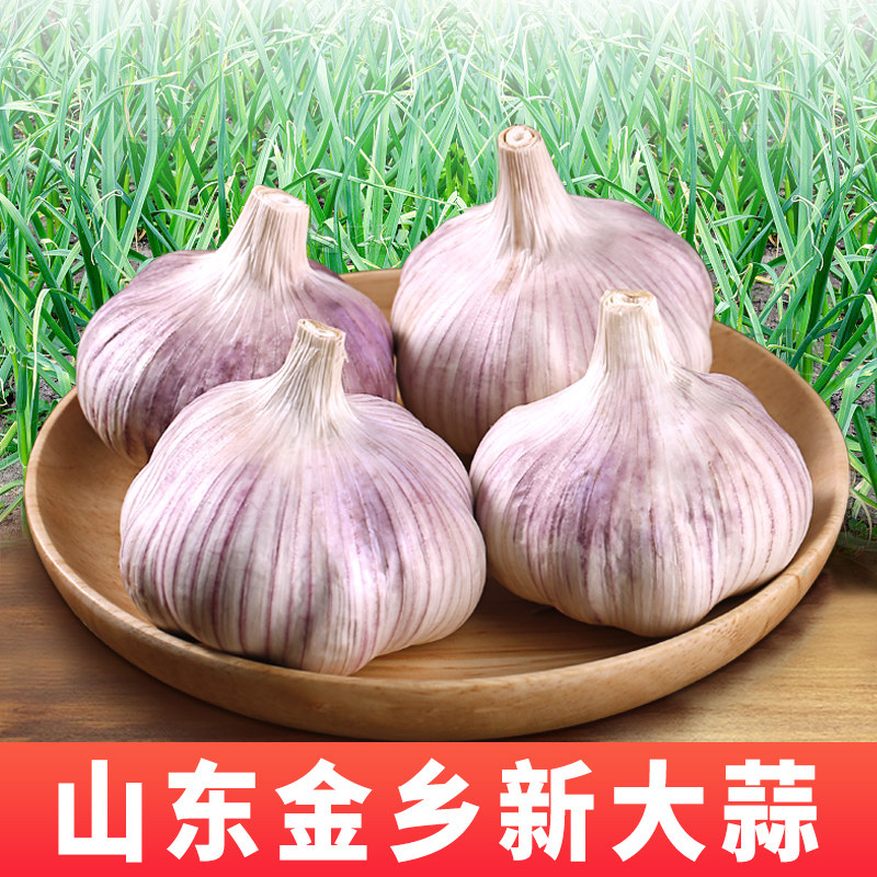 山东金乡紫皮大蒜干蒜头