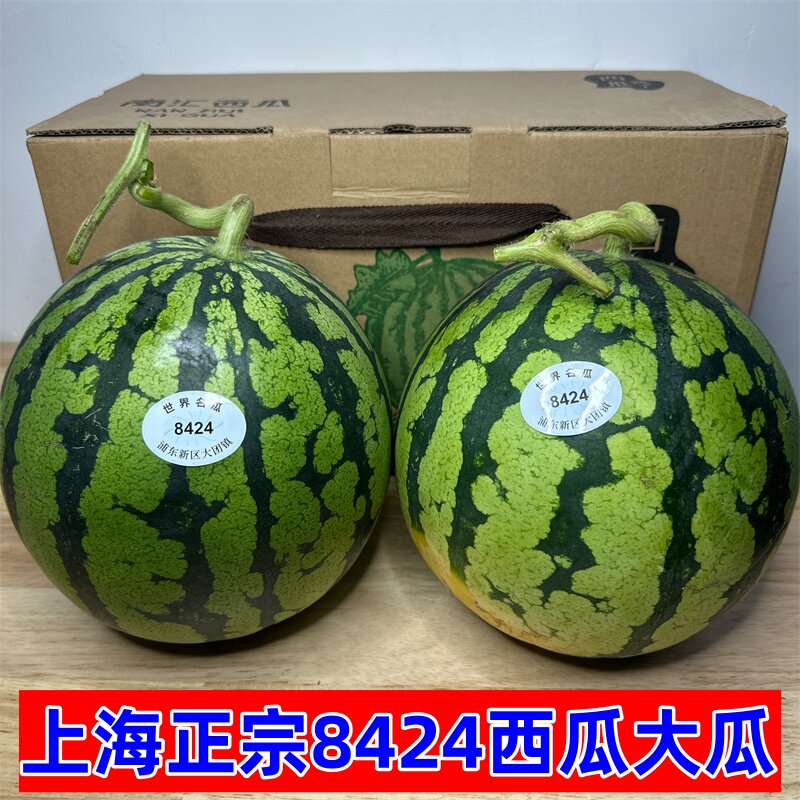 正宗上海8424西瓜大果黑