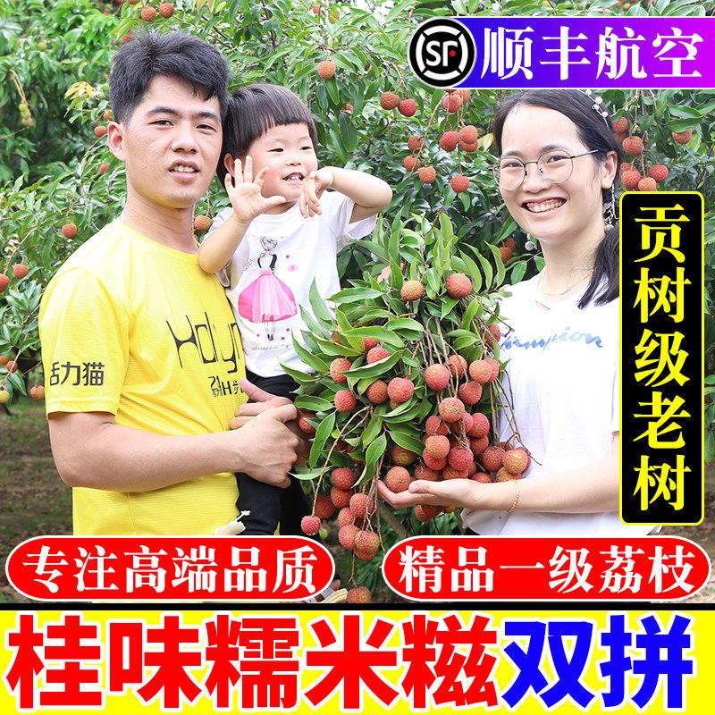 桂味荔枝新鲜糯米现糍摘