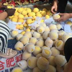 正宗10斤湖北江陵三湖锦绣黄桃新鲜脆甜孕妇大果特产现摘黄桃包邮