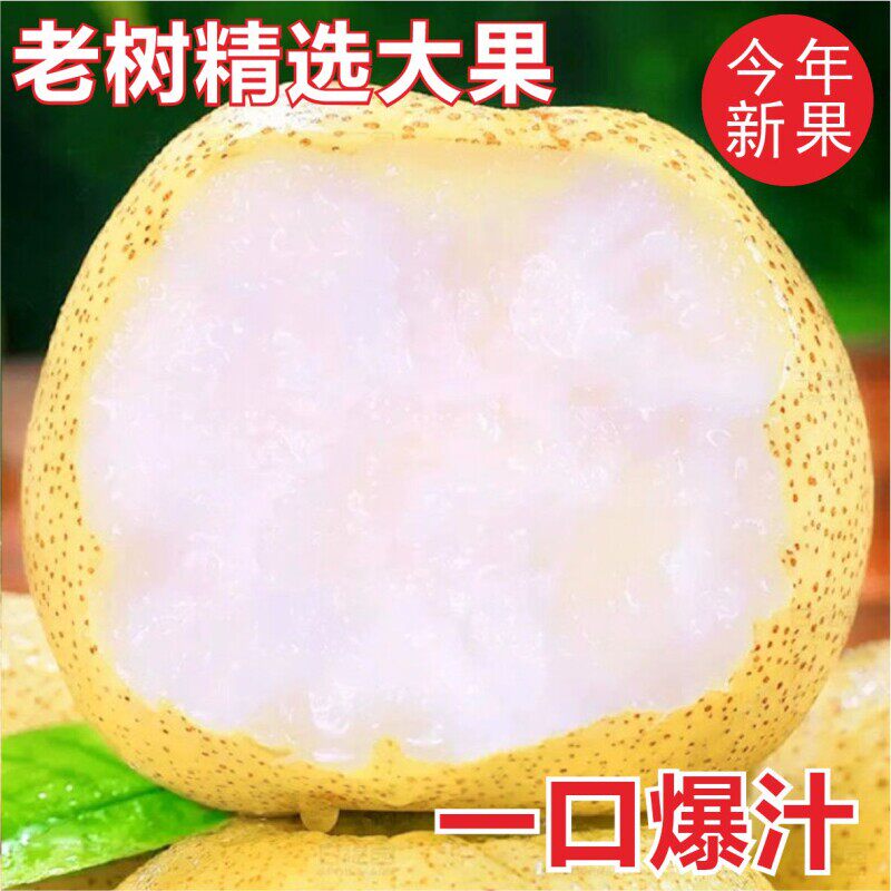 【2026新果】正宗安徽砀山酥梨应季新鲜水果薄皮脆甜梨子雪梨整箱