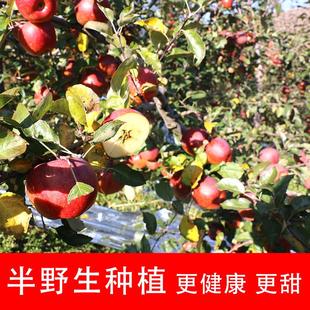 冰糖心丑苹果大果大凉山泸沽湖新鲜一级精品红富士四川正宗现摘甜