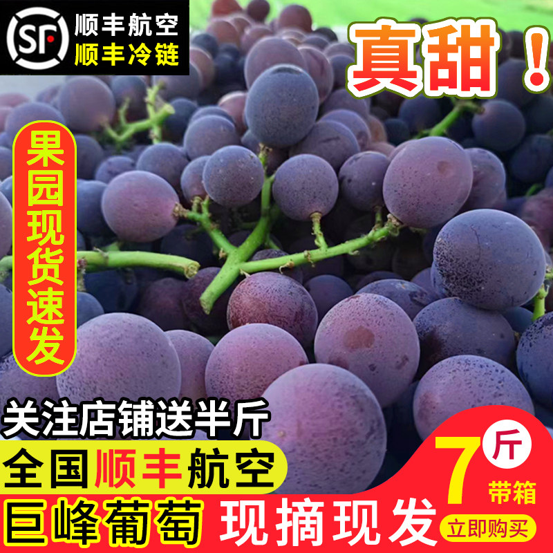 浦江巨峰葡萄新鲜采摘孕