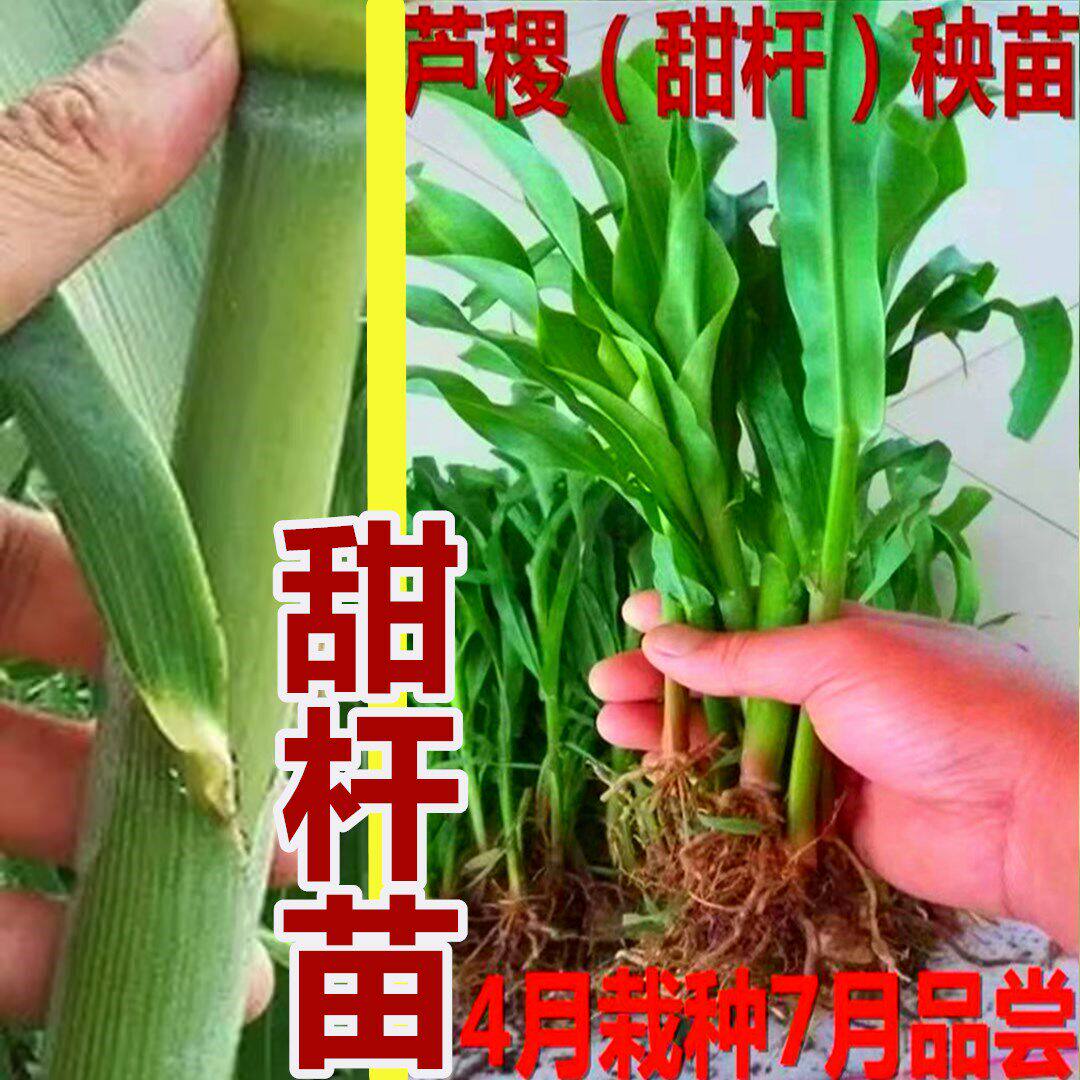 甜杆甜芦粟苗甜高粱杆小