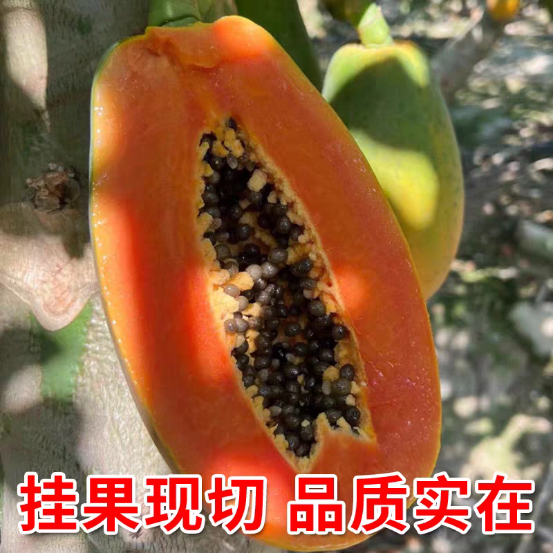 树上熟雷州冰糖红心木瓜