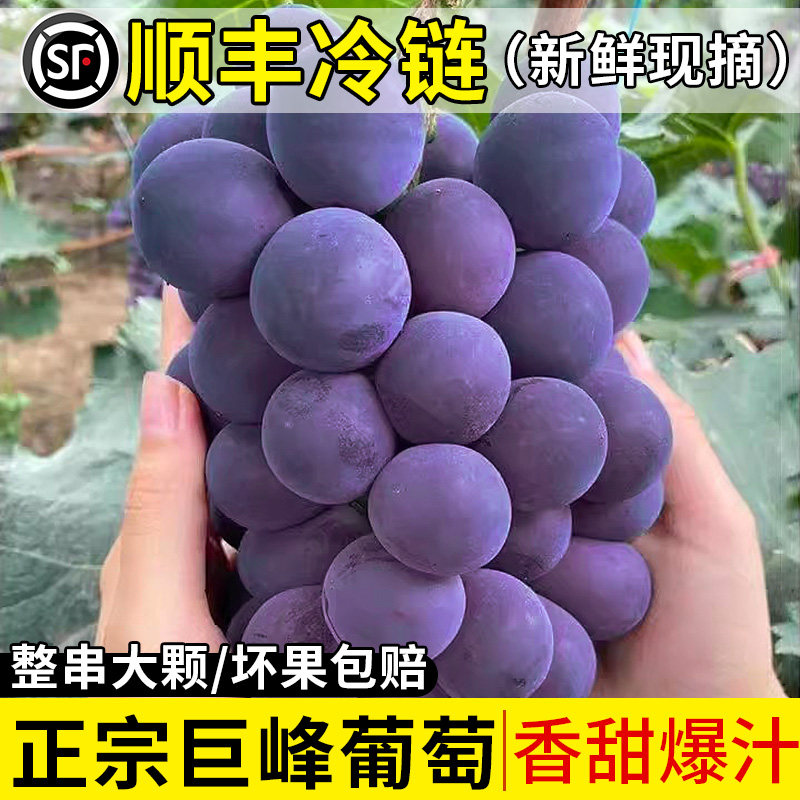 正宗浦江巨峰葡萄当季新