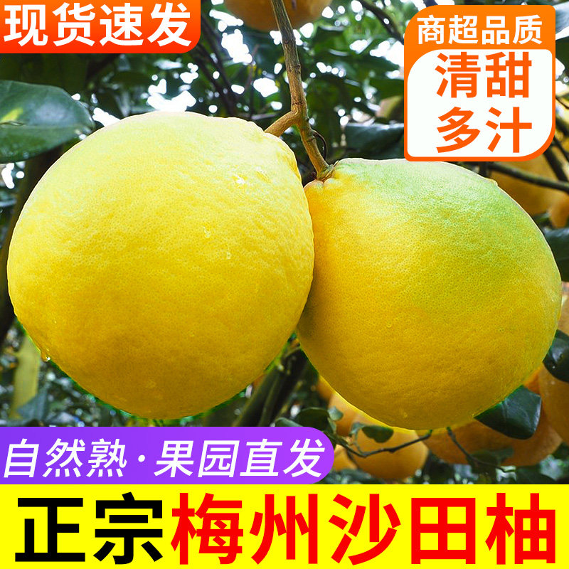 正宗广东梅州沙田柚12斤
