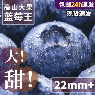 云南蓝莓新鲜水果特大当季高山L25花香孕妇怡颗整箱超大现摘生鲜