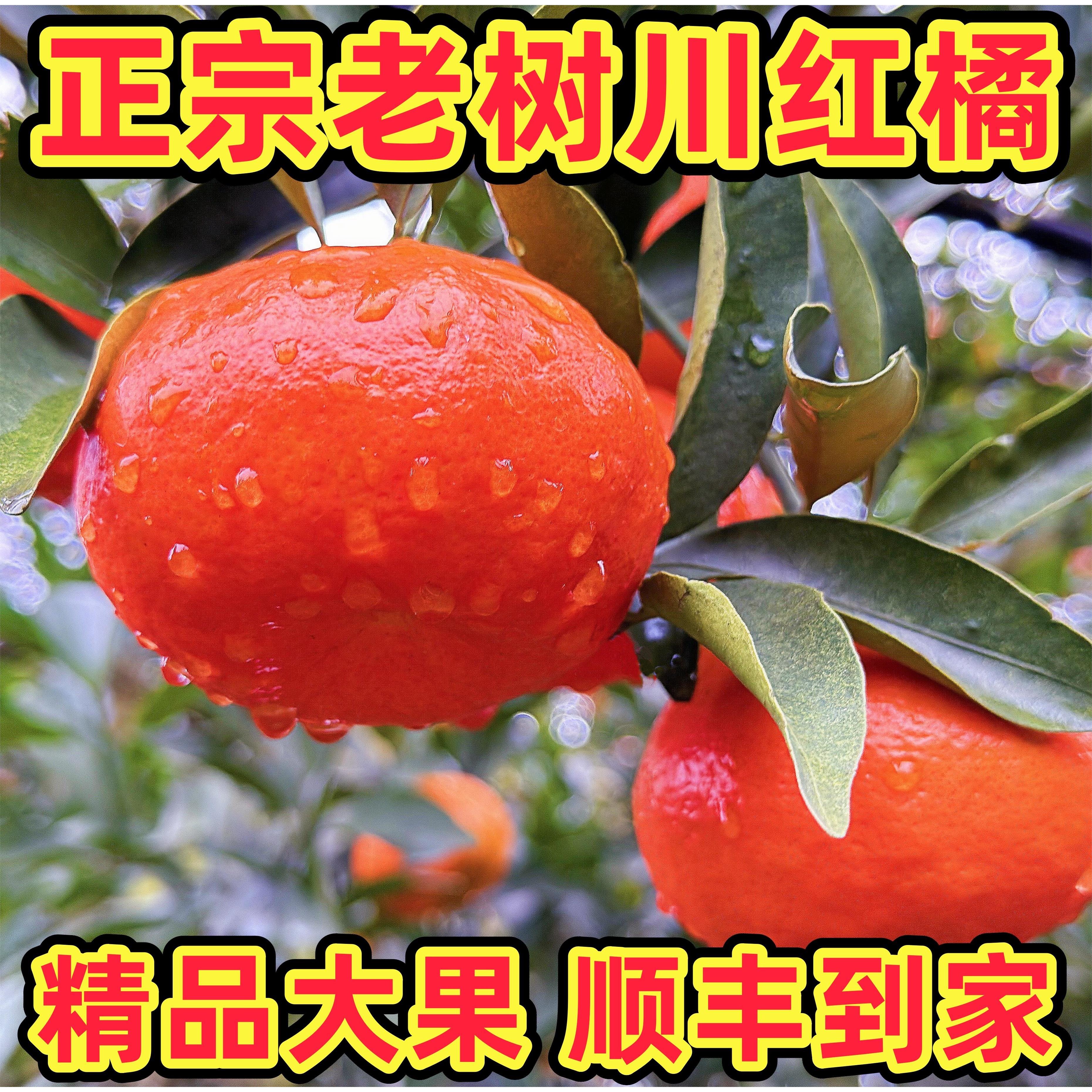 四川红橘大红袍橘子万州